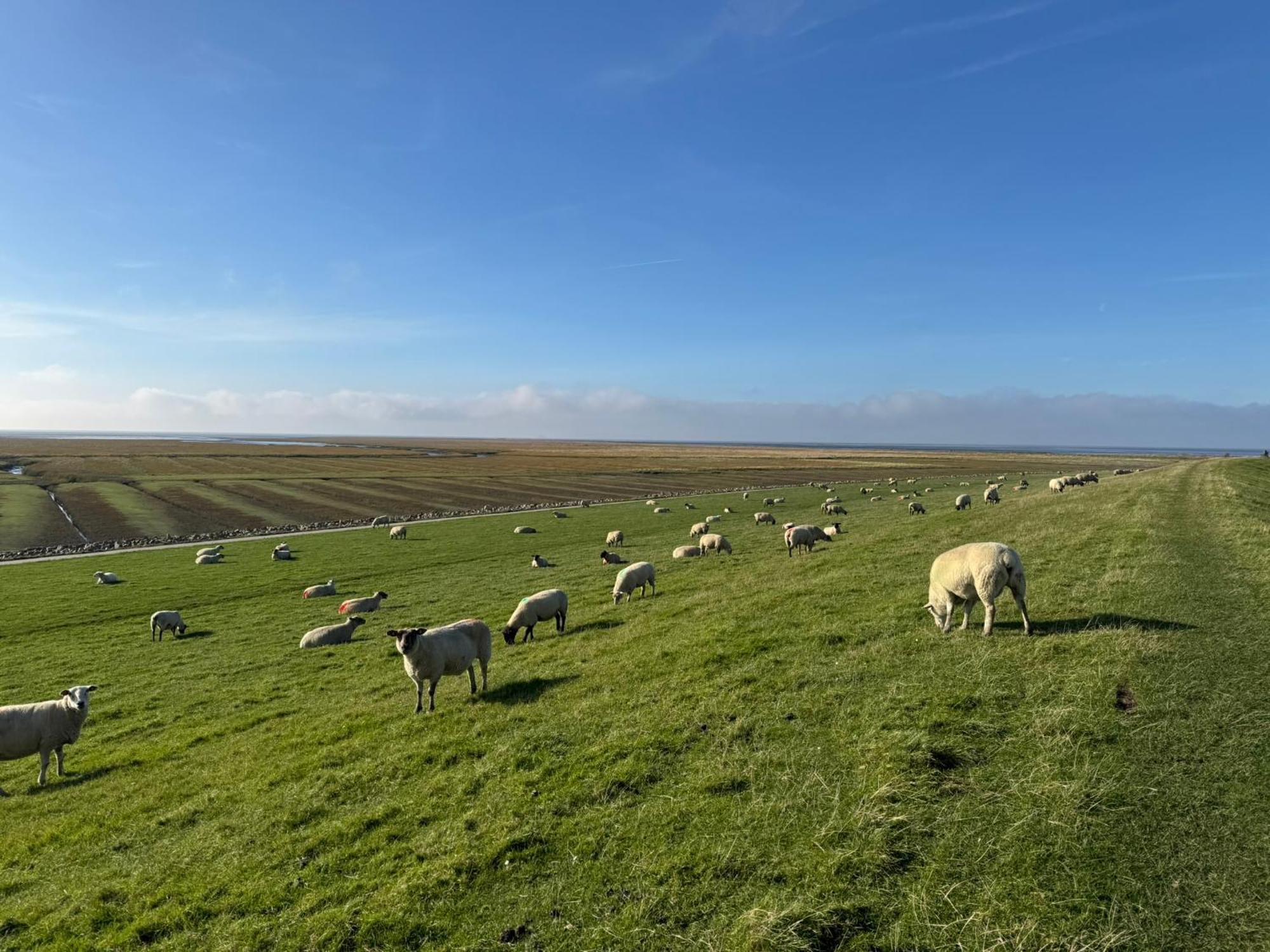 Nordseetraum - Ferienhaus Wolke Friedrichskoog Kültér fotó